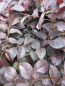 Preview: Riemenbluete Pipas Red